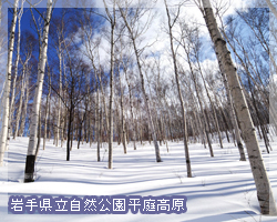 平庭高原の白樺林(クリックで拡大)